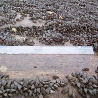 Zebra Mussel